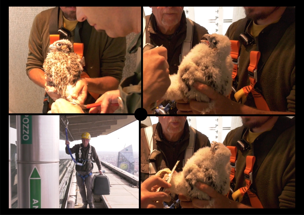 PIRELLONE - FALCHI PELLEGRINI: SCOPERTE LE CARATTERISTICHE DEI NUOVI PULLI