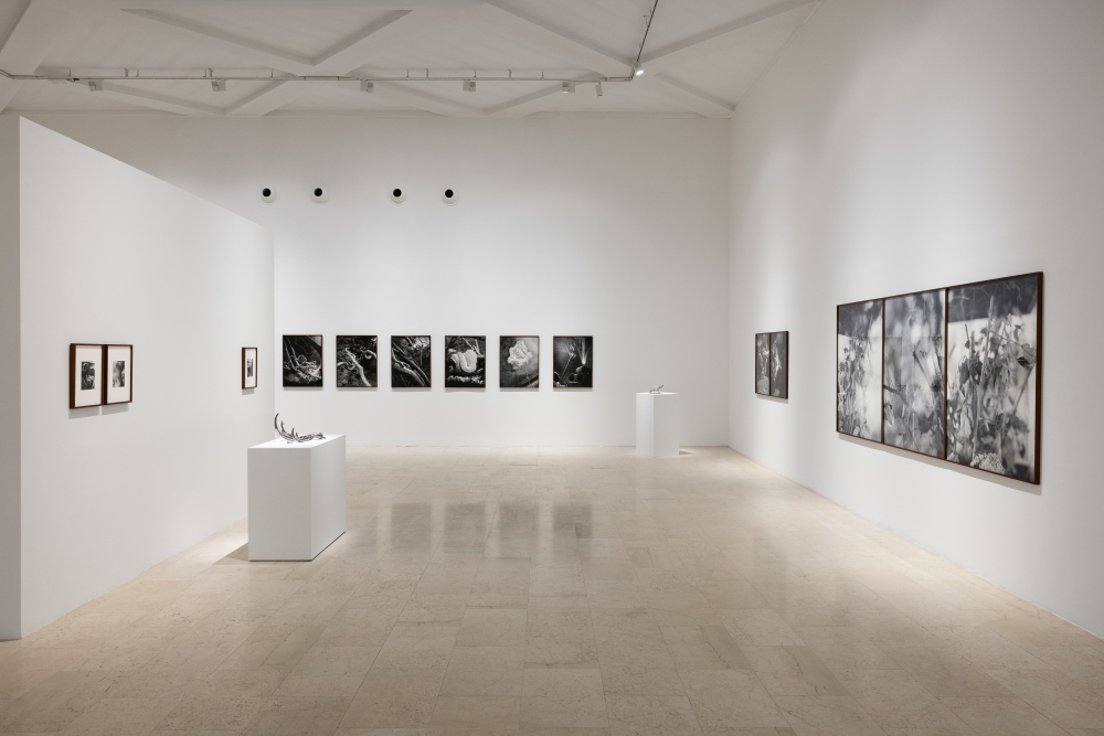 Triennale – Benedetta Casagrande: un dialogo silenzioso con il vivente