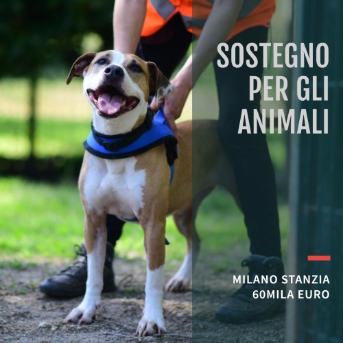 Milano Stanzia 60mila Euro per la Tutela degli Animali: Sostegno alle Associazioni No Profit